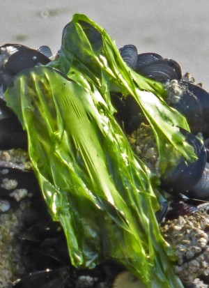 Au delà de l'eau : Exposition 21