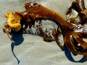 Au delà de l'eau : Exposition 48