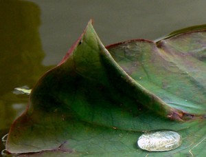 Au delà de l'eau : Exposition 22