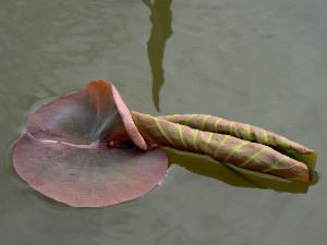 Au delà de l'eau : Exposition 24