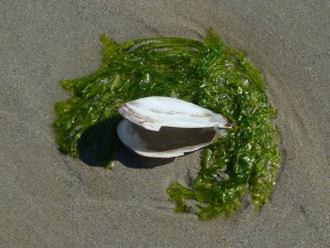 Au delà de l'eau : Exposition 50