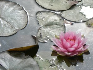 Au delà de l'eau : Exposition 25