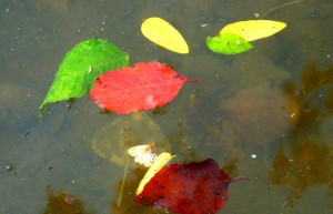 Au delà de l'eau : Exposition 30