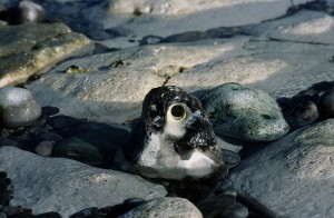 Au delà de l'eau : Exposition 2