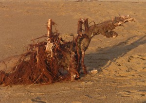 Au delà de l'eau : Exposition 36