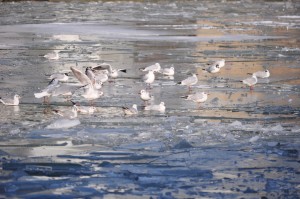 Bassin de la Villette et canal de l'Ourcq 1