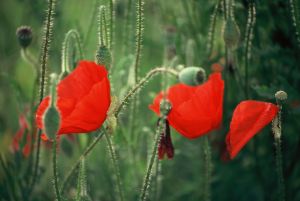 Coquelicots 15