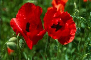 Coquelicots 1