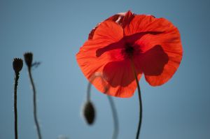 Coquelicots 29