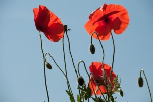 Coquelicots 28