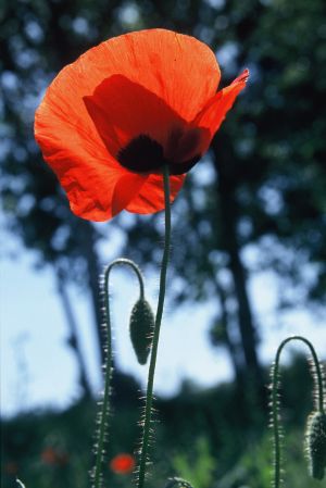 Coquelicots 6