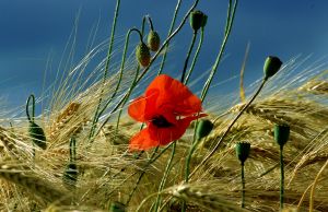 Coquelicots 36