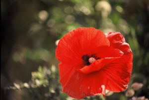Coquelicots 12