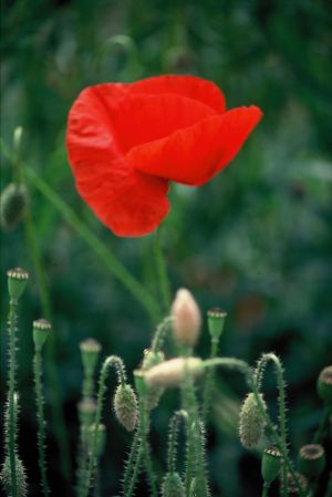 Coquelicots 18
