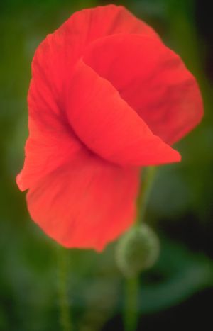 Coquelicots 39