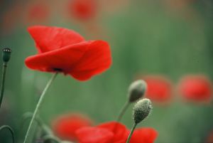 Coquelicots 5