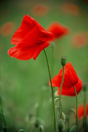 Coquelicots 10