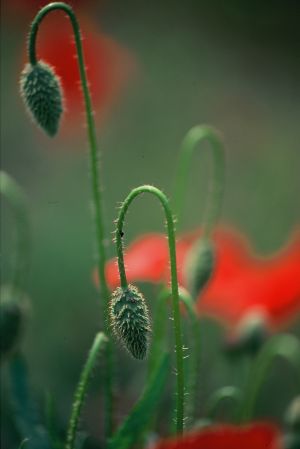 Coquelicots 11
