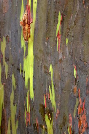 Eucalyptus arc-en-ciel 6