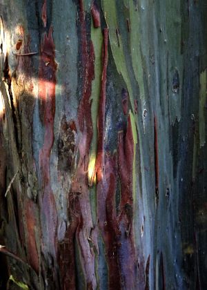 Eucalyptus arc-en-ciel 3