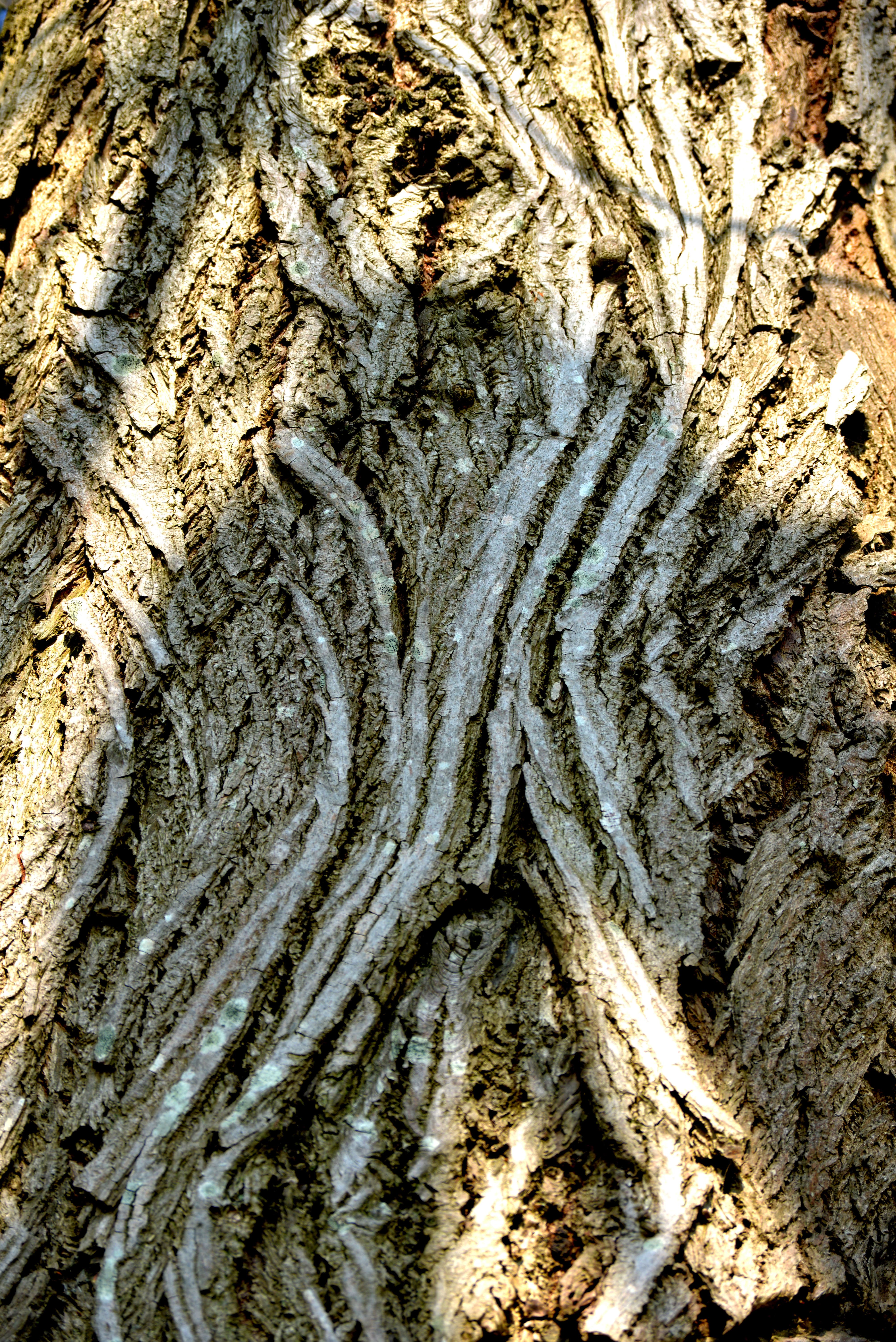 Noyer ailé du Caucase 1