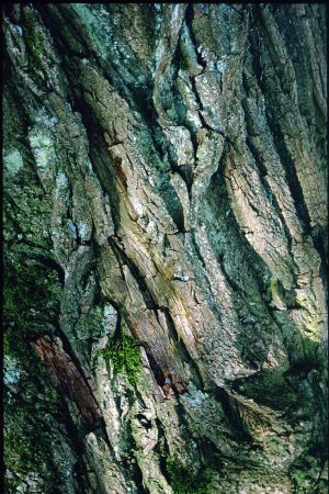 Cyprès des étangs 1