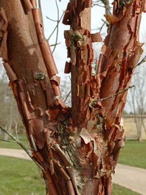 Érable à écorce de papier 1