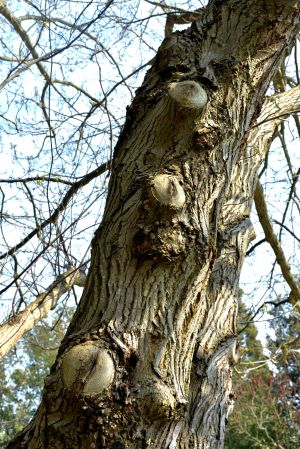 Noyer ailé du Caucase 2