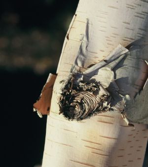 Bouleau de l'Hymalaya 5