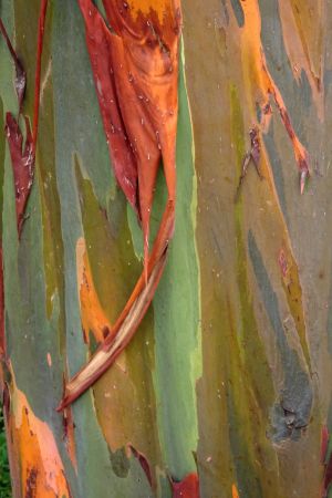 Eucalyptus arc-en-ciel 9