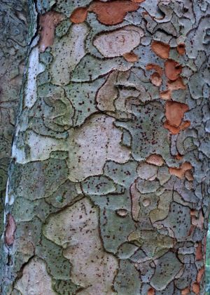 Zelkova carpinifolia 4