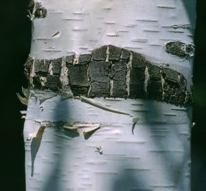 Bouleau de l'Hymalaya 14