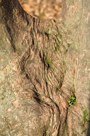 Érable à écorce de papier 3