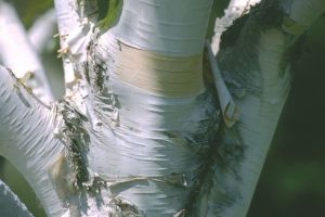 Bouleau de l'Hymalaya 3