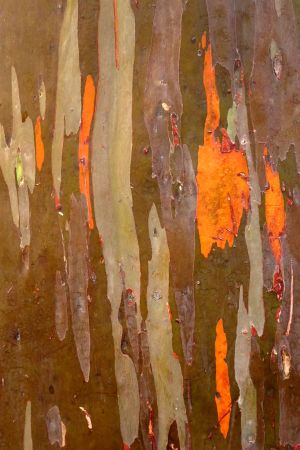 Eucalyptus arc-en-ciel 4