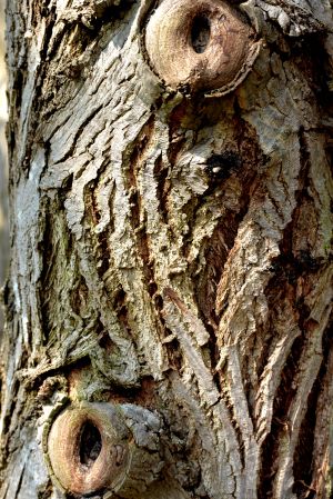 Noyer ailé du Caucase 3