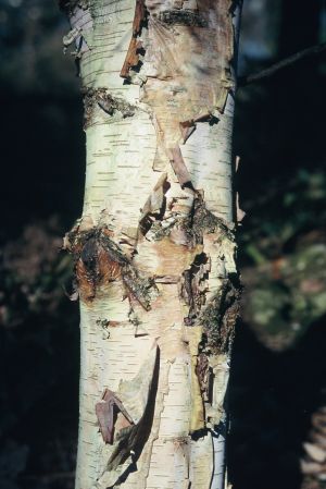 Bouleau à papier 17