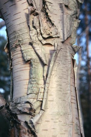 Bouleau de l'Hymalaya 4