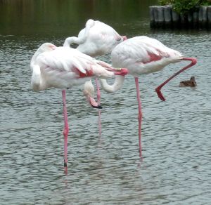 Flamands roses 13