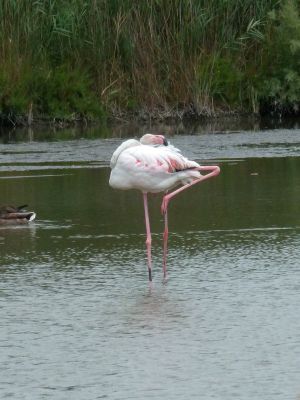 Flamands roses 12