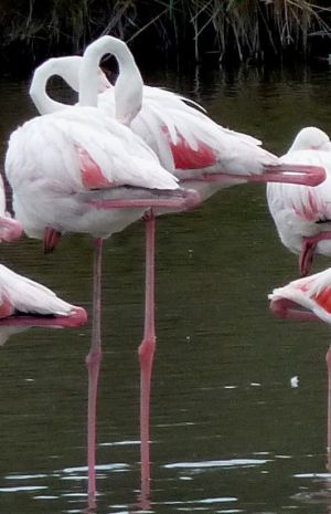 Flamands roses 9