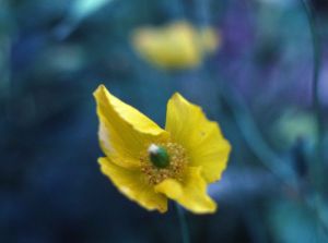 Pavot jaune d'Auvergne 1