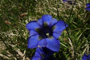 Gentiane pneumonanthe 4