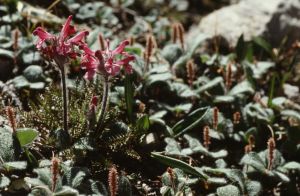 Pédiculaire et saul réticule