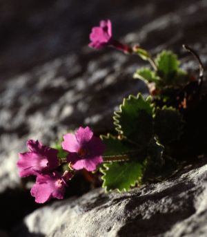 Primevère margée 1