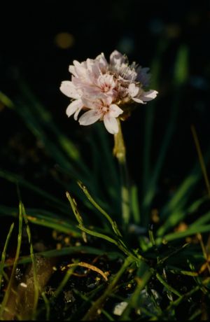 Armeria maritima