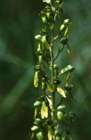 Listère à feuille ovales