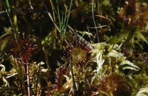 Drosera 3