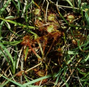 Drosera