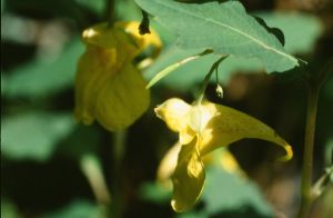 Impatiente ne-me-touchez-pas 1